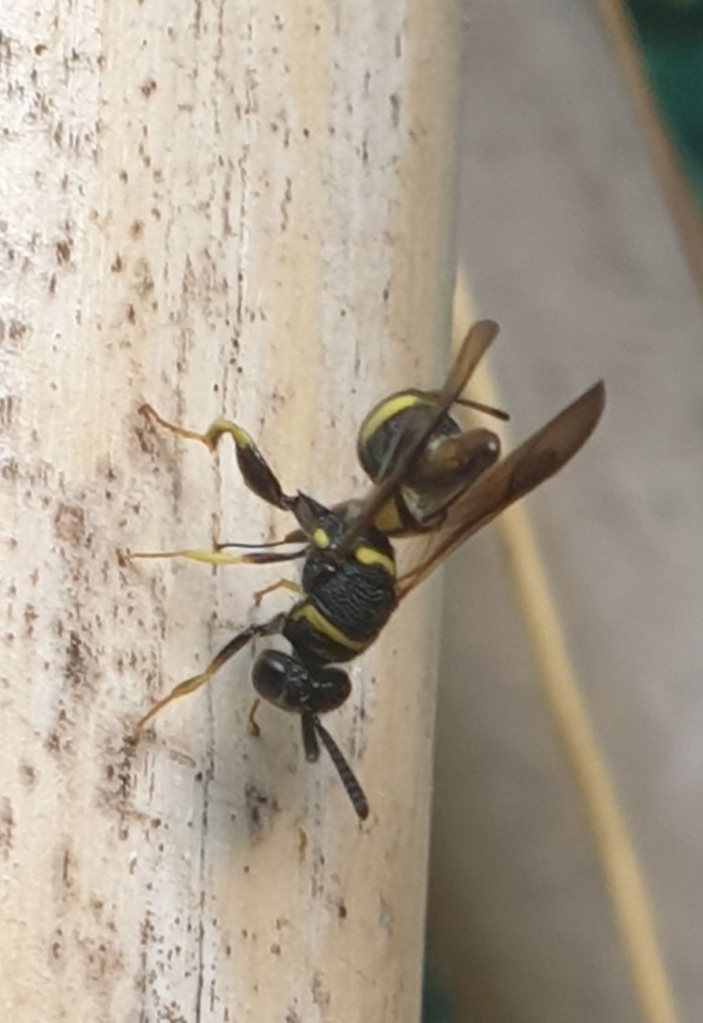 Leucospidae che attenzionano un nido di Isodontia mexicana